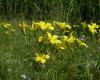 Sárga len (Linum flavum)