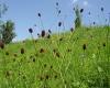 http://botany.cz/en/sanguisorba-officinalis/