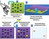 Southern blot