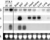 Northern blot analysis