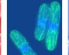 http://www.broadinstitute.org/annotation/genome/schizosaccharomyces_group/assets