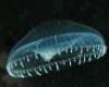 Alivibrio fischeri biolumineszcencia-gátlási teszt talajra