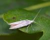 Zsákhordó moly (Coleophoridae sp.)